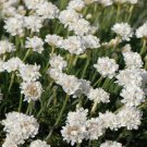 ARMERIA WHITE SEA TRIFT Armeria Maritima Alba - 200 Bulk Seeds