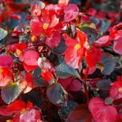 BEGONIA WAX RED Begonia Semperflorens - 100 Bulk Seeds