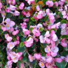 BEGONIA WAX ROSE Begonia Semperflorens - 100 Seeds BEGONIA WAX ROSE Begonia Semperflorens - 100 Seeds