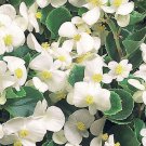BEGONIA WAX WHITE Begonia Semperflorens - 100 Bulk Seeds