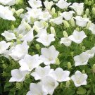 BELLFLOWER TUSSOCK WHITE Campanula Carpatica - 1,000 Bulk Seeds BELLFLOWER TUSSOCK WHITE Campanula Carpatica - 1,000 Bulk Seeds