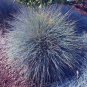 BLUE FESCUE Festuca Glauca - 1,500 Bulk Seeds