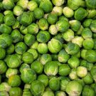 BRUSSEL SPROUTS LONG ISLAND Brassica Oleracea - 1,000 Bulk Seeds BRUSSEL SPROUTS LONG ISLAND Brassica Oleracea - 1,000 Bulk Seeds