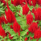 CELOSIA NANA GLITTERS SCARLET RED Celosia Plumosa - 250 Bulk Seeds CELOSIA NANA GLITTERS SCARLET RED Celosia Plumosa - 250 Bulk Seeds