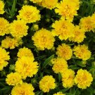 COREOPSIS EARLY SUNRISE PERENNIAL Coreopsis Grandiflora - 200 Bulk Seeds COREOPSIS EARLY SUNRISE PERENNIAL Coreopsis Grandiflora - 200 Bulk Seeds