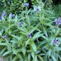 CORNFLOWER MOUNTAIN BLUET PERENNIAL Centaurea Montana - 200 Bulk Seeds