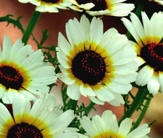 DAISY PAINTED POLAR STAR Chrysanthemum Carinatum - 500 Bulk Seeds