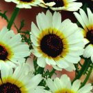 DAISY PAINTED POLAR STAR Chrysanthemum Carinatum - 500 Bulk Seeds
