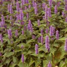 HYSSOP LAVENDER LICORICE MINT Agastache Foeniculum - 15,000 Bulk Seeds HYSSOP LAVENDER LICORICE MINT Agastache Foeniculum - 15,000 Bulk Seeds
