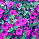 PETUNIA LAURA BUSH Petunia X Violacea Solanaceae - 1,000 Bulk Seeds PETUNIA LAURA BUSH Petunia X Violacea Solanaceae - 1,000 Bulk Seeds