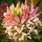 SPIDER FLOWER ROSE QUEEN Cleome Hasslerianai - 100 Bulk Seeds