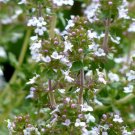 THYME Thymus Vulgaris - 5,000 Bulk Seeds THYME Thymus Vulgaris - 5,000 Bulk Seeds
