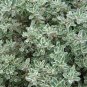 THYME Thymus Vulgaris - 5,000 Bulk Seeds