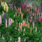 LUPINE RUSSEL MIX PERENNIAL Lupinus Polyphyllus Russell - 50 Seeds
