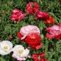POPPY SHIRLEY DOUBLE MIXED COLORS Papaver Rhoeas - 5,000 Seeds