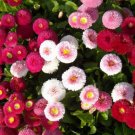 ENGLISH DAISY MIXED COLORS Bellis Perennis Super Enorma - 100 Seeds ENGLISH DAISY MIXED COLORS Bellis Perennis Super Enorma - 100 Seeds