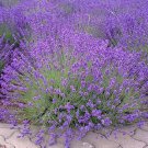 ENGLISH LAVENDER Lavandula Angustifolia - 100 Seeds