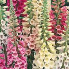 FOXGLOVE EXCELSIOR MIX Digitalis Purpurea - 5,000 Seeds FOXGLOVE EXCELSIOR MIX Digitalis Purpurea - 5,000 Seeds