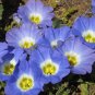 CHILEAN BELLFLOWER BLUE Nolana Paradoxa - 250 Bulk Seeds