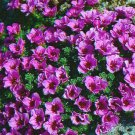 ROCKFOIL PURPLE ROBE Saxifraga Arendsii - 500 Bulk Seeds