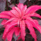 AMARANTHUS EARLY SPLENDOR Amaranthus Tricolor - 100 Seeds AMARANTHUS EARLY SPLENDOR Amaranthus Tricolor - 100 Seeds