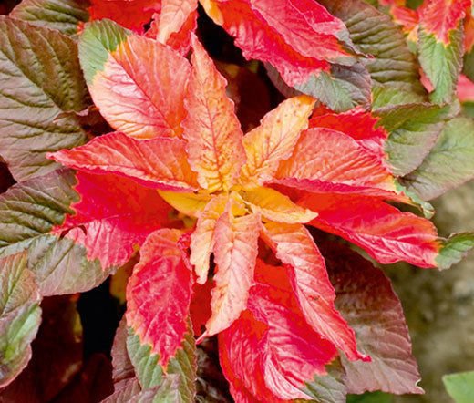 AMARANTHUS ILLUMINATION Amaranthus Tricolor - 100 Seeds