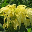AMARANTHUS YELLOW Amaranthus Tricolor - 100 Seeds AMARANTHUS YELLOW Amaranthus Tricolor - 100 Seeds
