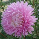 ASTER GREMLIN LIGHT ROSE DOUBLE Callistephus Chinensis - 20 Seeds