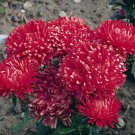 ASTER MILADY SCARLET RED DWARF Callistephus Chinensis - 20 Seeds