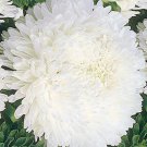 ASTER PAEONY DUCHESS WHITE Callistephus Chinensis - 20 Seeds ASTER PAEONY DUCHESS WHITE Callistephus Chinensis - 20 Seeds
