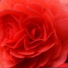BEGONIA TUBEROUS DOUBLE RED Begonia Tuberosa - 200 Bulk Seeds