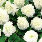 BEGONIA TUBEROUS DOUBLE WHITE Begonia Tuberosa - 200 Bulk Seeds BEGONIA TUBEROUS DOUBLE WHITE Begonia Tuberosa - 200 Bulk Seeds