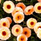 CALENDULA PINK SURPRISE Calendula Officinalis - 200 Bulk Seeds