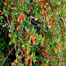 CIGAR PLANT MIXED COLORS Cuphea Ignea Coan - 50 Seeds CIGAR PLANT MIXED COLORS Cuphea Ignea Coan - 50 Seeds