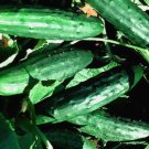 CUCUMBER SPACEMASTER Cucumis Sativus - 100 Bulk Seeds CUCUMBER SPACEMASTER Cucumis Sativus - 100 Bulk Seeds
