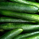CUCUMBER STRAIGHT EIGHT Cucumis Sativus - 100 Bulk Seeds CUCUMBER STRAIGHT EIGHT Cucumis Sativus - 100 Bulk Seeds