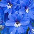 DELPHINIUM SUMMER SKIES Delphinium Cultorum - 50 Bulk Seeds DELPHINIUM SUMMER SKIES Delphinium Cultorum - 50 Bulk Seeds