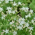SEDUM OKTOBERFEST STONECROP Sedum Acre - 300 Bulk Seeds
