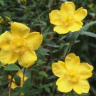 ST.JOHN'S WORT Hypericum Cerastoides - 100 Bulk Seeds ST.JOHN'S WORT Hypericum Cerastoides - 100 Bulk Seeds