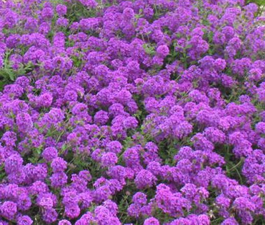 ROCK CRESS PURPLE Aubrieta Deltoidea - 200 Seeds