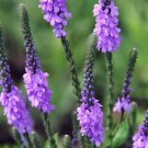 VERVAIN HOARY Verbena Stricta - 500 Seeds