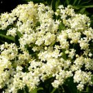 BUTTERFLY WEED WHITE Asclepias Incarnata - 20 Seeds