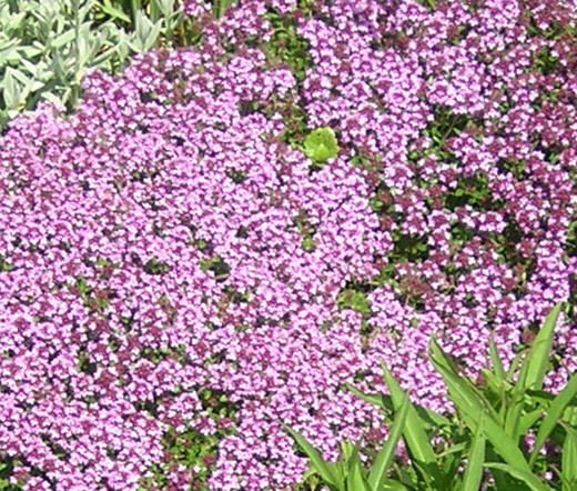 CREEPING THYME DWARF GROUND COVER Thymus Serpyllum - 500 Seeds