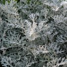 DUSTY MILLER SILVERDUST Cineraria Maritima - 100 Seeds