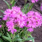 LYCHNIS ALPINE CATCHFLY Lychnis Alpina - 500 Bulk Seeds