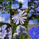 WILDFLOWER BLUE MIX - 1 Oz Bulk Seeds