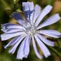 WILDFLOWER BLUE MIX - 1 Oz Bulk Seeds