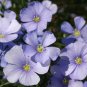 WILDFLOWER BLUE MIX - 1 Oz Bulk Seeds