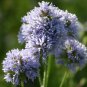 WILDFLOWER BLUE MIX - 1 Oz Bulk Seeds