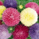 ASTER GREMLIN MIXED COLORS DOUBLE Callistephus Chinensis - 20 Seeds